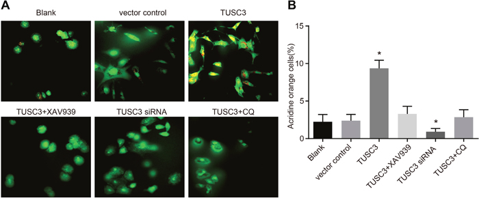 Cell autophagy in the blank, vector control, TUSC3, TUSC3 + XAV939, TUSC3 siRNA, and TUSC3 + CQ groups detected by acridine orange staining.