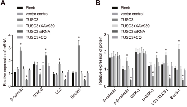 The mRNA and protein expression of Wnt/&#x03B2;-catenin signaling pathway components and autophagy-related proteins in the blank, vector control, TUSC3, TUSC3 + XAV939, TUSC3 siRNA, and TUSC3 + CQ groups.