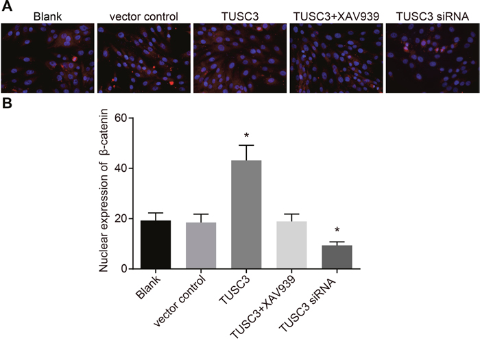 Immunofluorescence analysis of&#x03B2;-catenin expression in the blank, vector control, TUSC3, TUSC3 + XAV939, and TUSC3 siRNA groups.