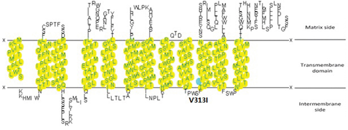 The secondary structure changes of variant m. 11696G>A are predicted by the SOSUI system (http://sosui.proteome.bio.tuat.ac.jp ).