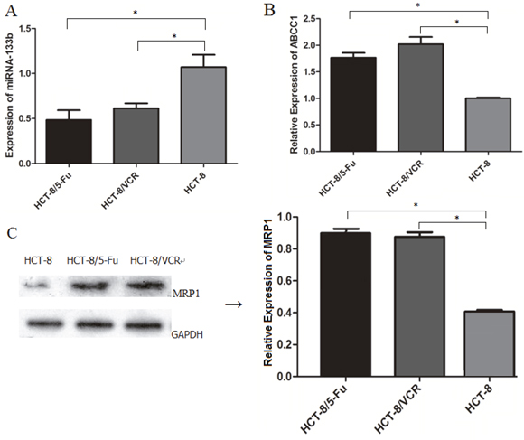 Expression levels of miR-133b and ABCC1 in normal and drug-resistant CRC cell lines.