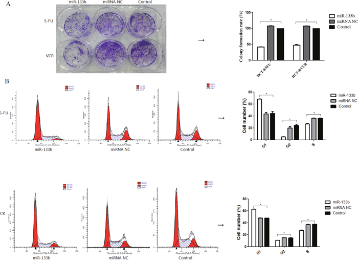 Combination of miR-133b and 5-FU or VCR inhibited multidrug resistant cell growth.