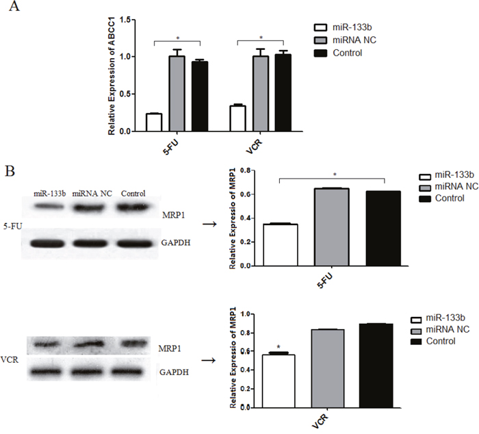 miR-133b inhibits the expression of ABCC1.