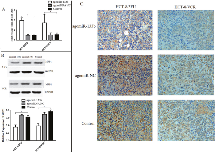 Expression levels of miR-133b and ABCC1 in xenograft.