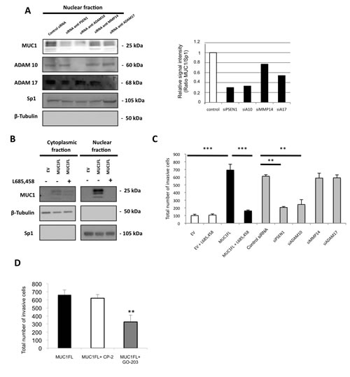 Increase of invasive properties mediated by nuclear MUC1-C is dependent of ADAM10/ADAM17/&#x3b3;-secretase activities.