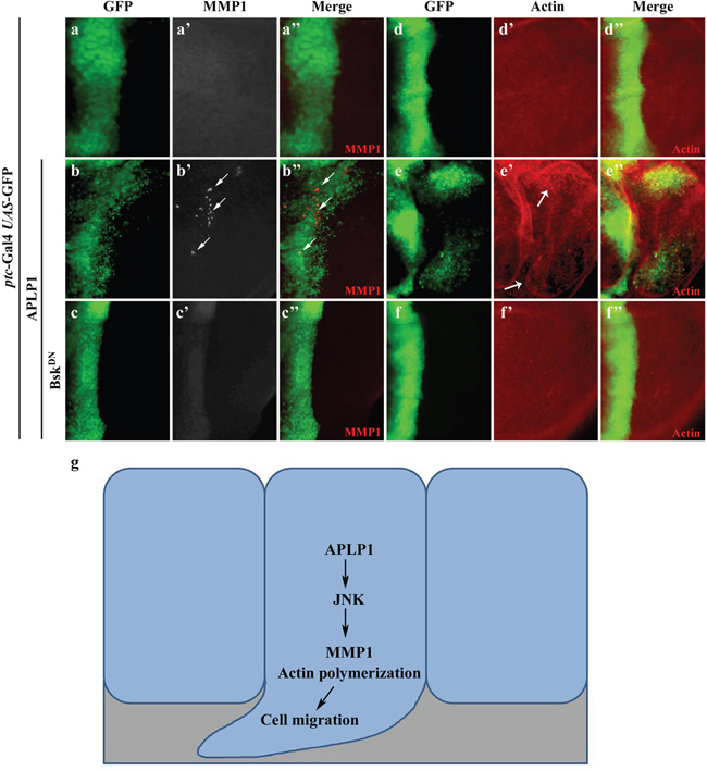 APLP1 induces JNK-dependent MMP1 expression and actin remodeling.