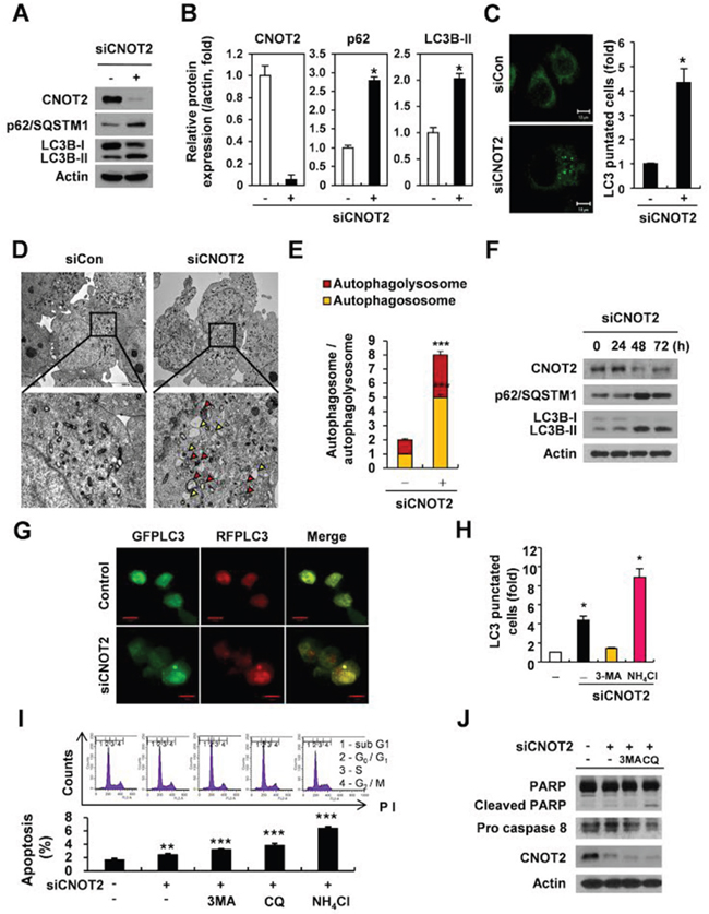 Depletion of CNOT2 induces autophagy via accumulation of p62/SQSTM1 and LC3B-II conversion, LC3 fluorescent puncta and autophagosomes, but impairs autophagic flux in H1299 cells.