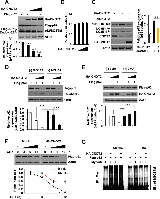 CNOT2 increases ubiquitination and degradation of p62/SQSTM1 protein in HEK293 QBI cells.
