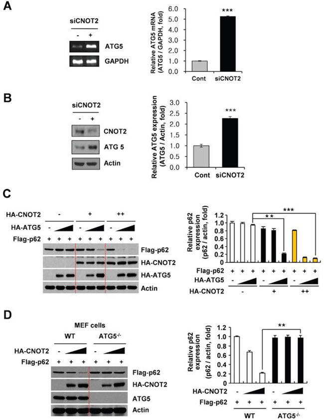 ATG5 is critically involved in CNOT2 induced degradation of p62/SQSTM1 in H1299 cells.
