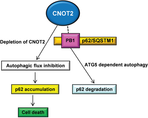 Schematic illustration for the correlation between CNOT2 and p62/SQSTM1 through ATG5 dependent autophagy.