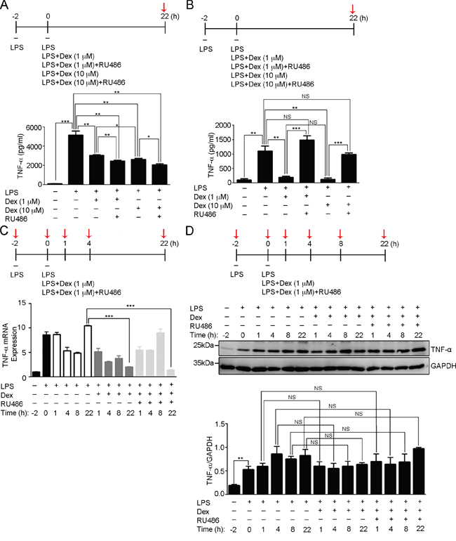 Dexamethasone inhibits LPS-induced TNF-&#x03B1; secretion in activated macrophages.