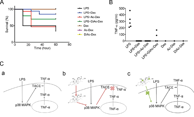 Dexamethasone, via the molecule&#x2019;s hydroxyl groups, controls LPS-induced lethality and anti-inflammatory responses.