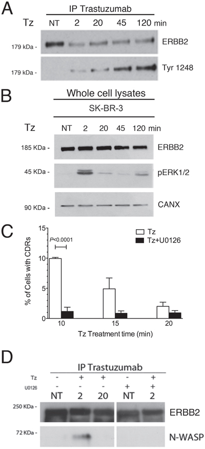 Trastuzumab (Tz) induces ERBB2 phosphorylation and activation of ERK 1/2 signaling which is necessary for N-WASP binding and CDRs formation.