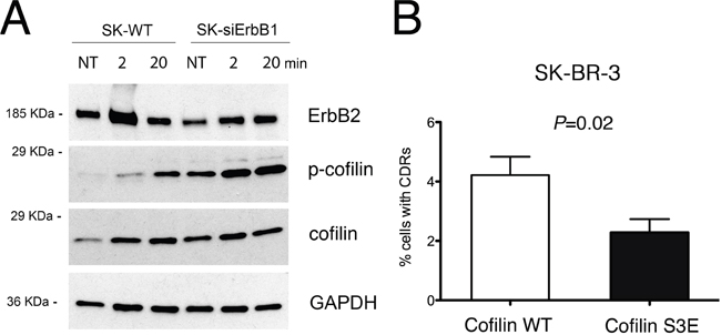 ERBB1 depletion induces cofilin-1 phosphorylation, which inhibits CDRs formation.