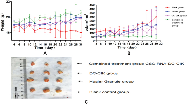 Physical examinations of tumor-bearing nude mice during treatment.