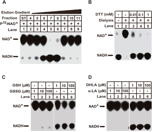 Identification of the GSH/DHLA-dependent NAD+-reduction activity in cellular extracts.