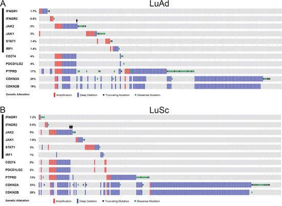 Genetic alterations of IFN&gamma;-IRF1 pathway and selected chromosome 9p genes in NSCLC.