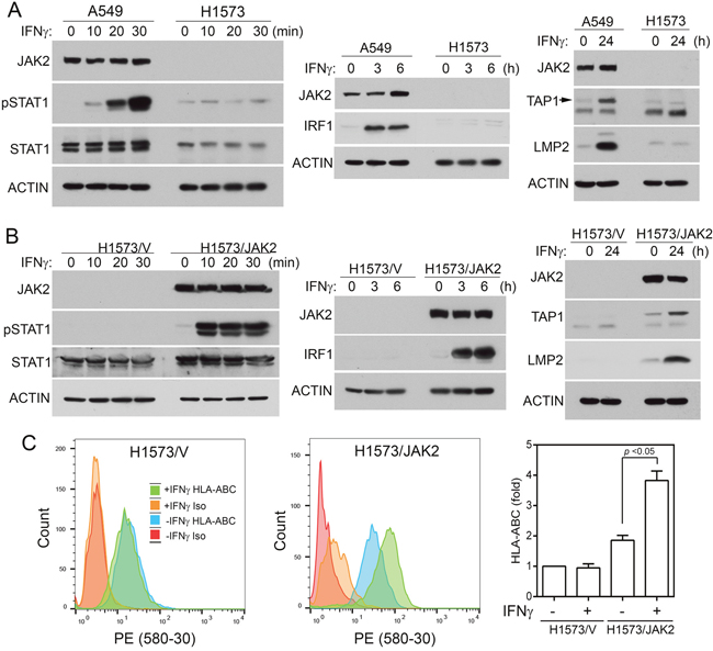 Expression of JAK2 in H1573 cells restores IFN&gamma; responses.