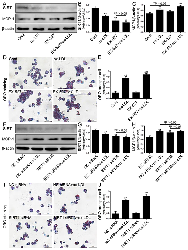 Inhibition of SIRT1 using EX-527 or SIRT1 siRNA transfection enhanced MCP-1 expression and foam cell formation.