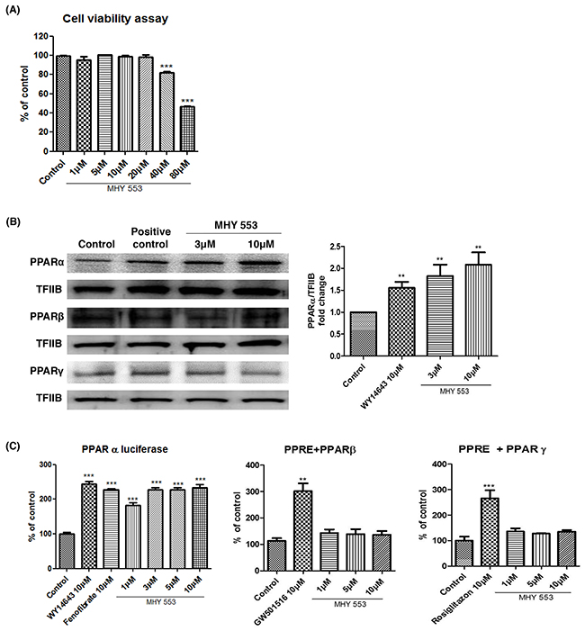 MHY553 increases transcriptional activity of PPAR&#x03B1; without cell cytotoxicity.