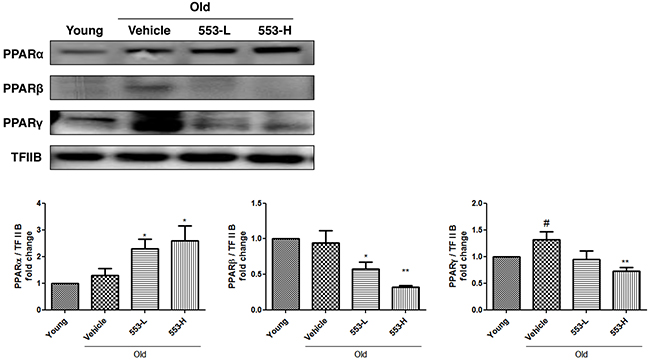 MHY553 increases PPAR&#x03B1; translocation to the nucleus in the in vivo model.