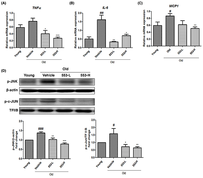 MHY553 attenuates aging-induced inflammation in liver tissue.