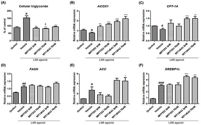 MHY553 inhibits triglyceride accumulation induced by a liver X receptor agonist (T0901317) through fatty acid oxidation in HepG2 cells.