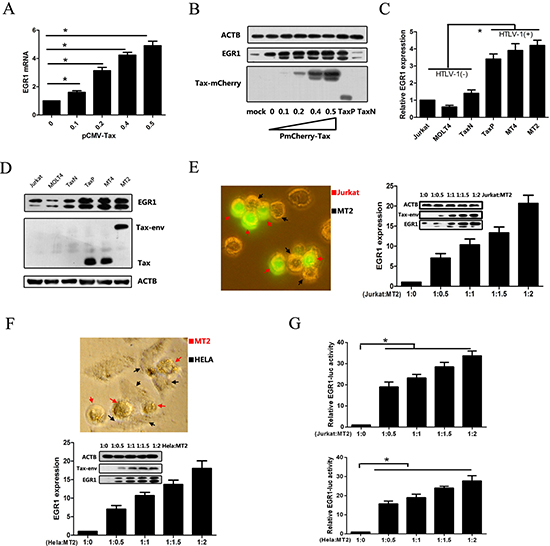 HTLV-1 infection and Tax upregulate EGR1 expression.