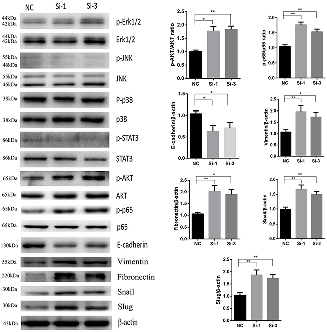 Increased protein levels of p-AKT, p-p65, vimentin, fibronectin, Snail, Slug and decreased protein level of E-cadherin in Si-1 and Si-3 cells compared with NC (*P &#x003C; 0.05, **P &#x003C; 0.01).