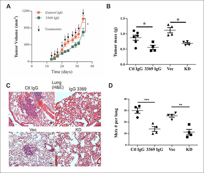 MMP-14 inhibitory antibody 3369 limits MDA-MB-231 tumor xenograft growth and metastasis.