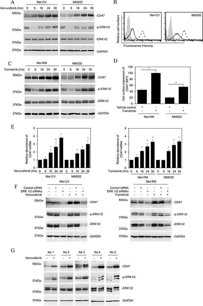 BRAF/MEK inhibitors upregulate CD47 in melanoma cells.