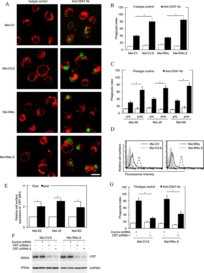 Melanoma cells resistant to vemurafenib are more susceptible to macrophage phagocytosis upon CD47 blockade.