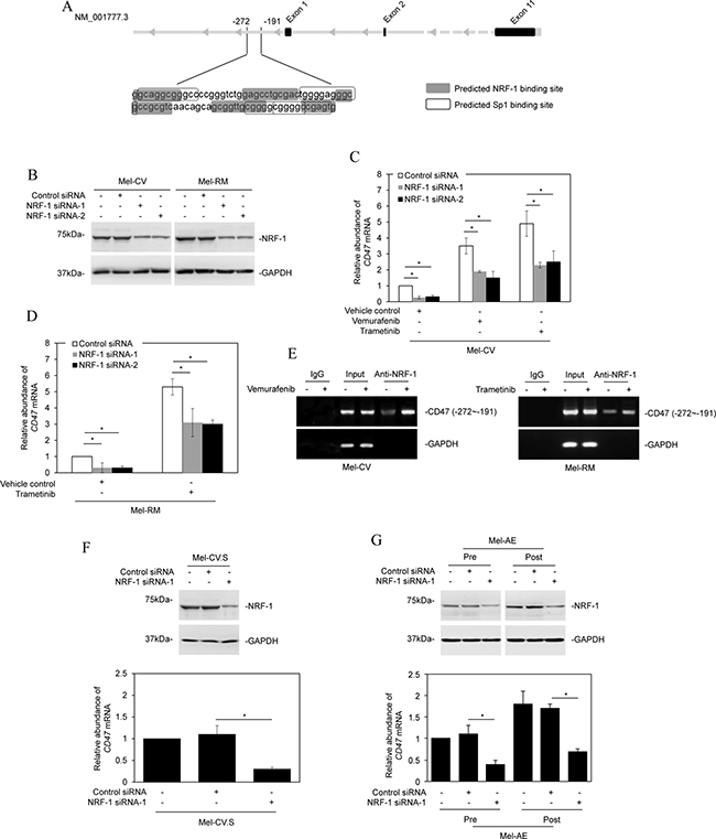 NRF-1 is responsible for transcriptional upregulation of CD47 by BRAF/MEK inhibitors.