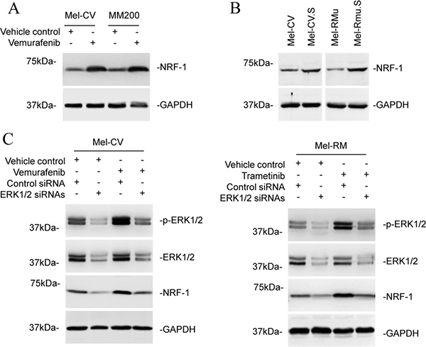 ERK signalling regulates NRF-1 expression in melanoma cells.