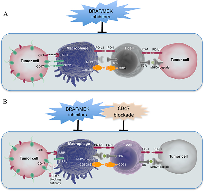 A proposed model in which CD47 upregulation regulates the interaction between melanoma cells and the immune system upon BRAF/MEK inhibitor treatment.