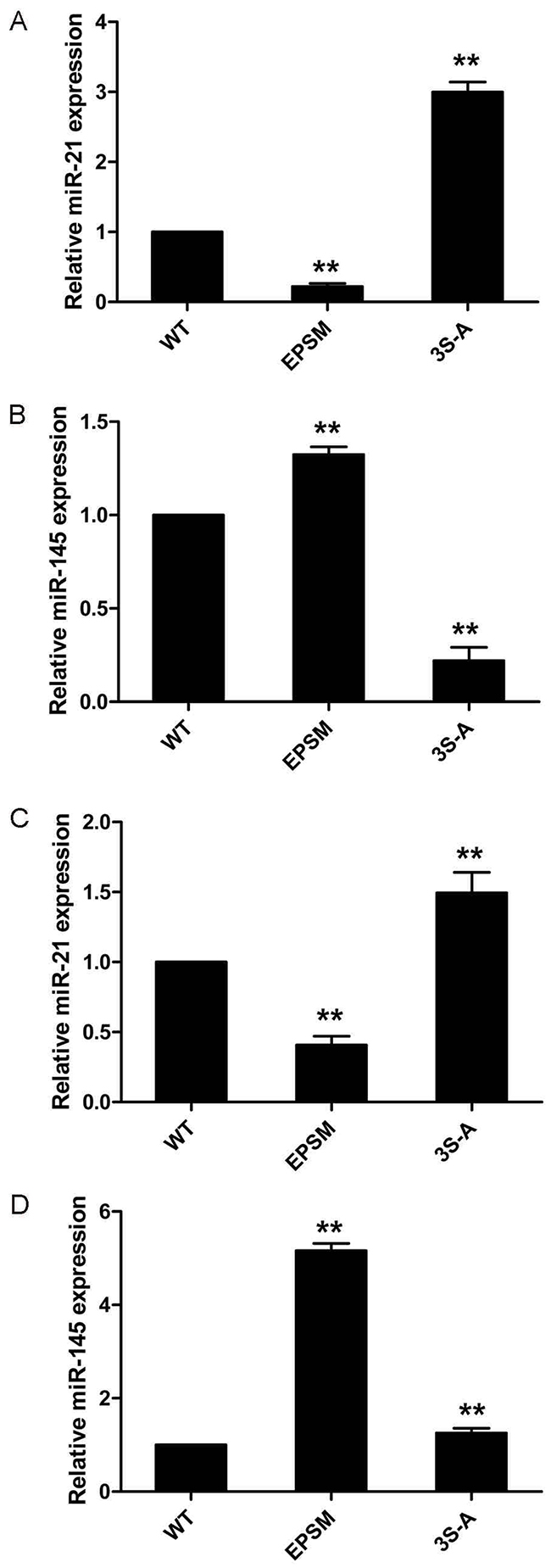 Smad3 phosphorylation at Linker and C-terminal effects on microRNA-21 and 145 expressions in HCC.