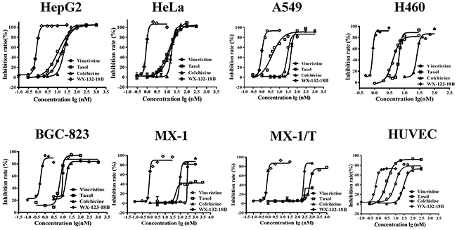 Anti-proliferation effects of compound WX-132-18B on HepG2, HeLa, A549, H460, BGC-823, MX-1, MX-1/T, and human umbilical vein endothelial cells.