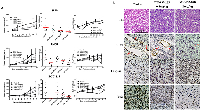 WX-132-18B inhibited tumor growth in vivo.