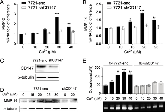 The MMP-inducing activity of Cu2+ is CD147 dependent.
