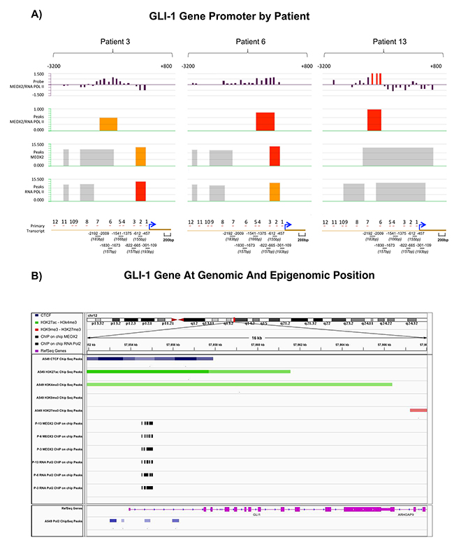 Statistically significant occupancy of Hedgehog-GLI1 gene promoter sequences by MEOX2 and RNA Pol II is accompanied by an activation histone profile in lung adenocarcinoma patients and lung cancer cells.