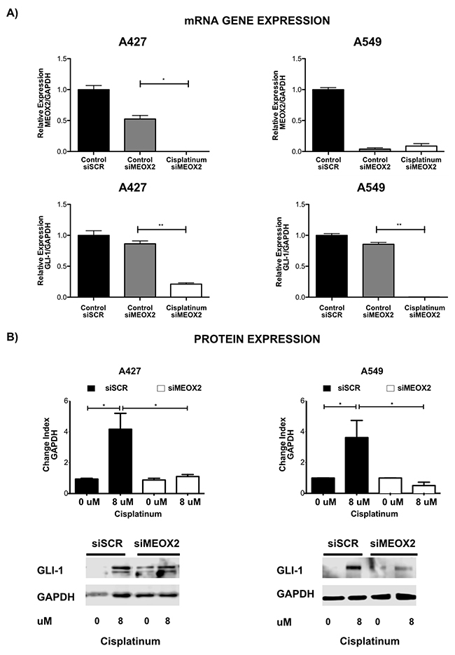 Inducible expression of GLI-1 mRNA and protein occurs in a MEOX2-dependent manner and is involved in cancer drug resistance.