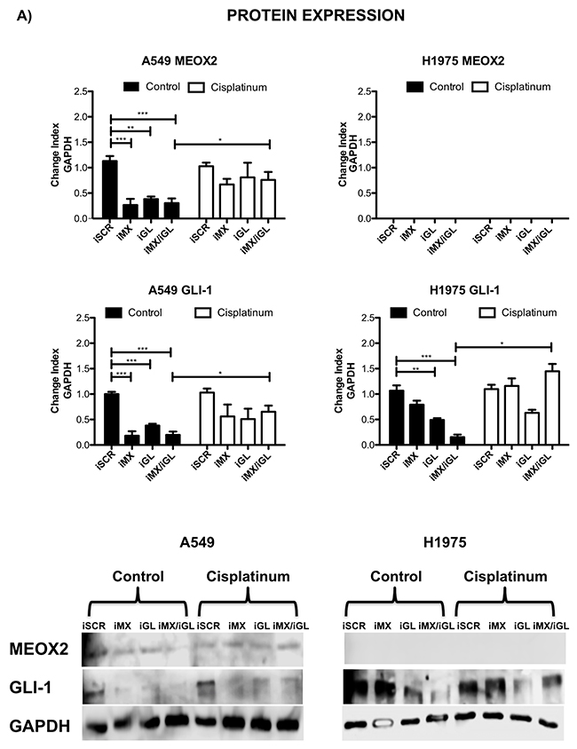 Inducible MEOX2-GLI1 axis expression was involved in cellular migration and cellular proliferation in lung cancer cells.