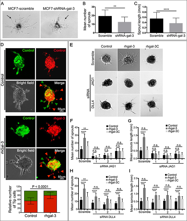 Galectin-3 secretion by cancer cells increases sprouting angiogenesis via JAG1 ligand.