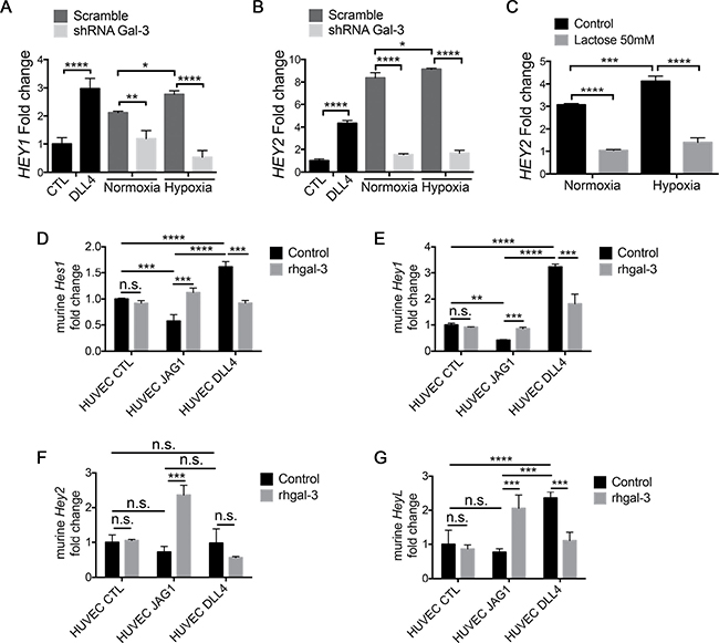 Tumor-secreted galectin-3 increases JAG1/Notch signaling activation in endothelial cells.