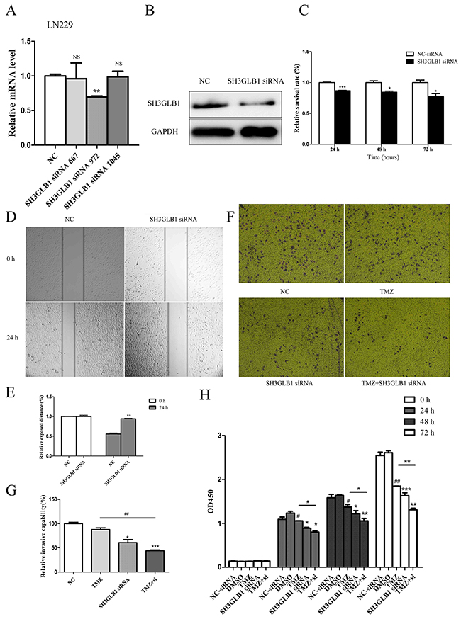 SH3GLB1 downregulation inhibits proliferation, migration and invasion of glioma cells and improves sensitivity to Temozolomide.