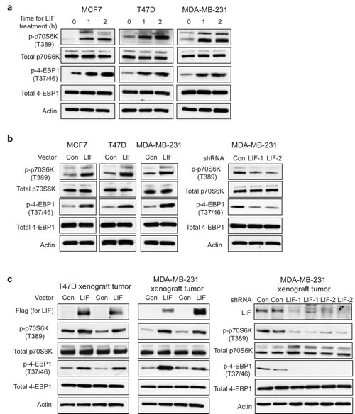 LIF activates the mTOR pathway in breast cancer cells.