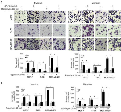 Blocking the mTOR signaling largely abolishes the promoting effect of LIF on invasion and migration of breast cancer cells.