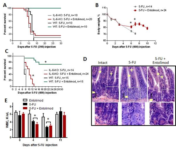 Effect of Entolimod on 5-FU toxicity in IL-6 knockout mice.
