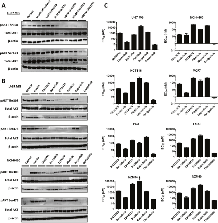 SN32976 inhibits pAKT expression and cell proliferation similarly to other PI3K inhibitors.