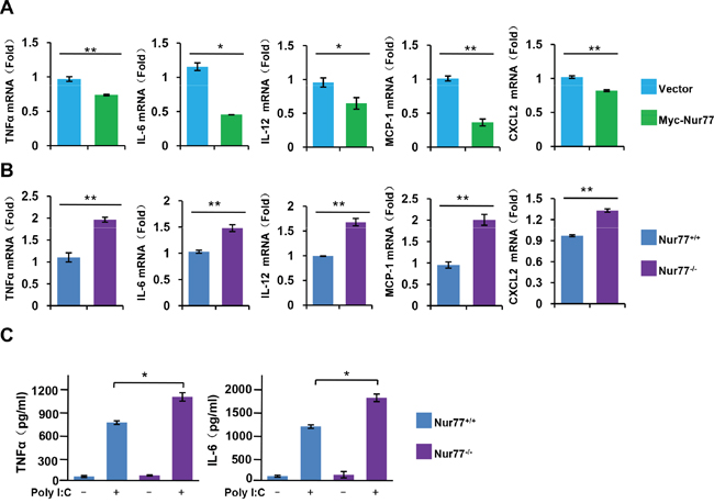 Nur77 inhibits proinflammatory cytokine expression and production in vitro.